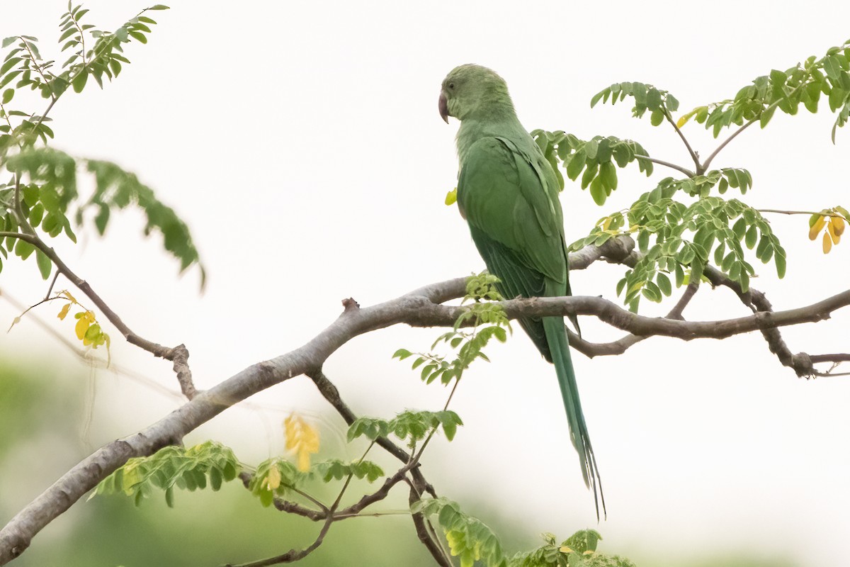 Rose-ringed Parakeet - Ravi Jesudas