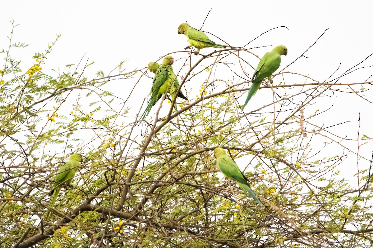 Rose-ringed Parakeet - ML618418337