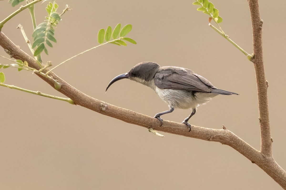 צופית סגולה - ML618418352