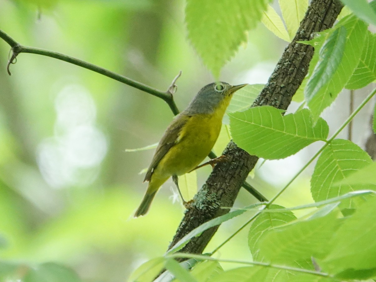 Nashville Warbler - Ken Finger