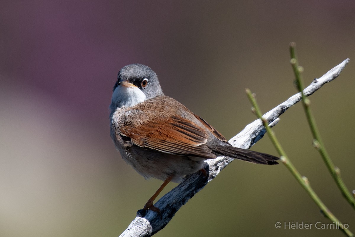 Spectacled Warbler - Hélder Carrilho