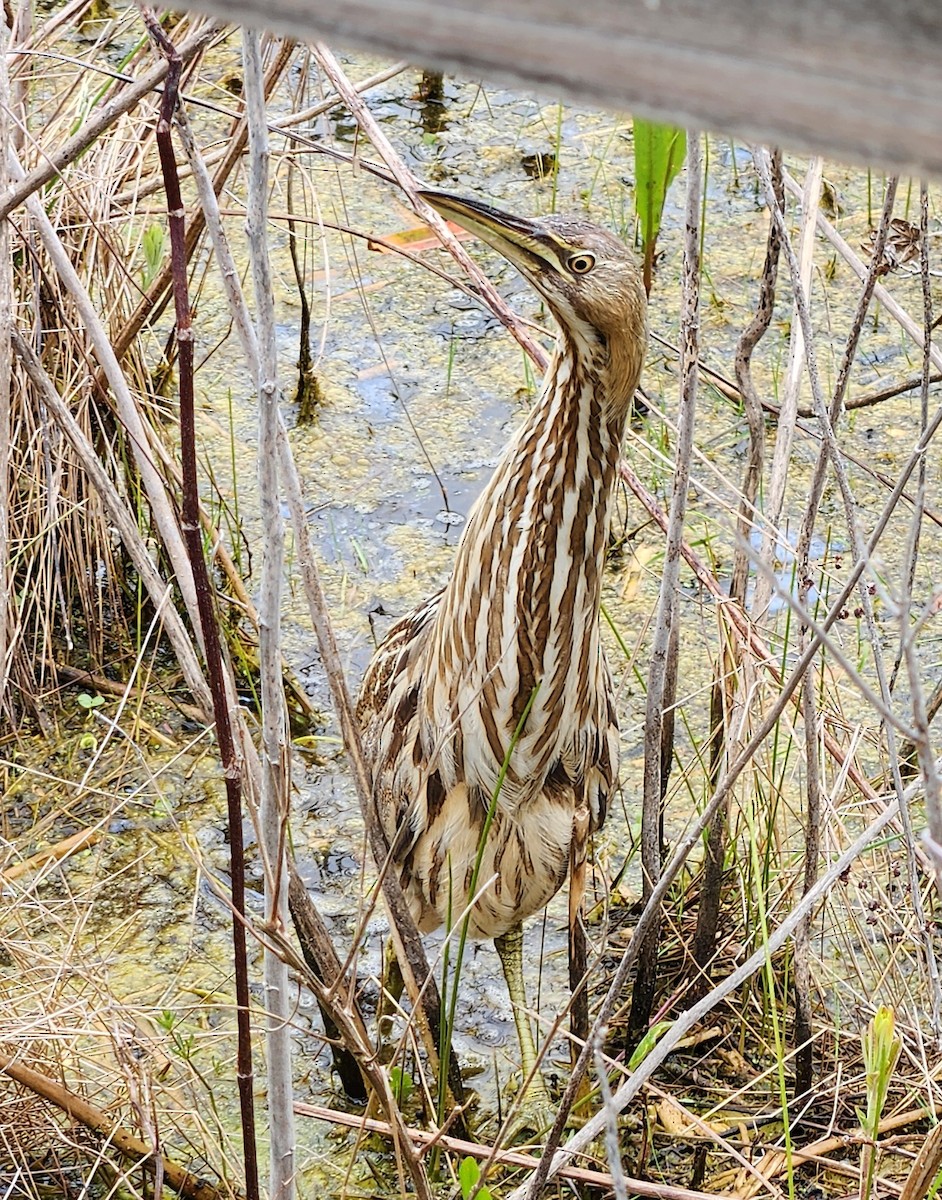 American Bittern - ML618418401