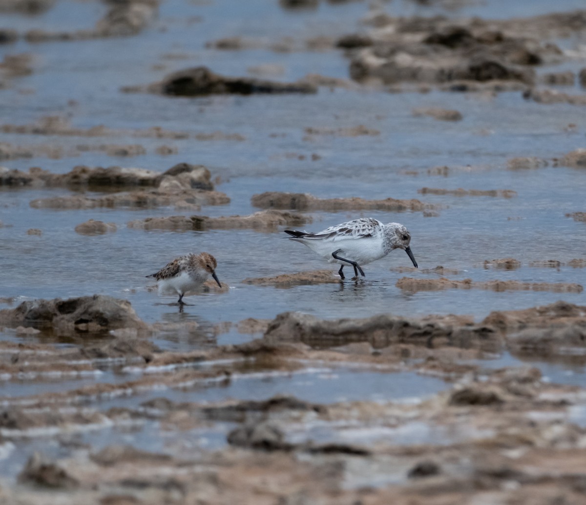 Sanderling - ML618418412