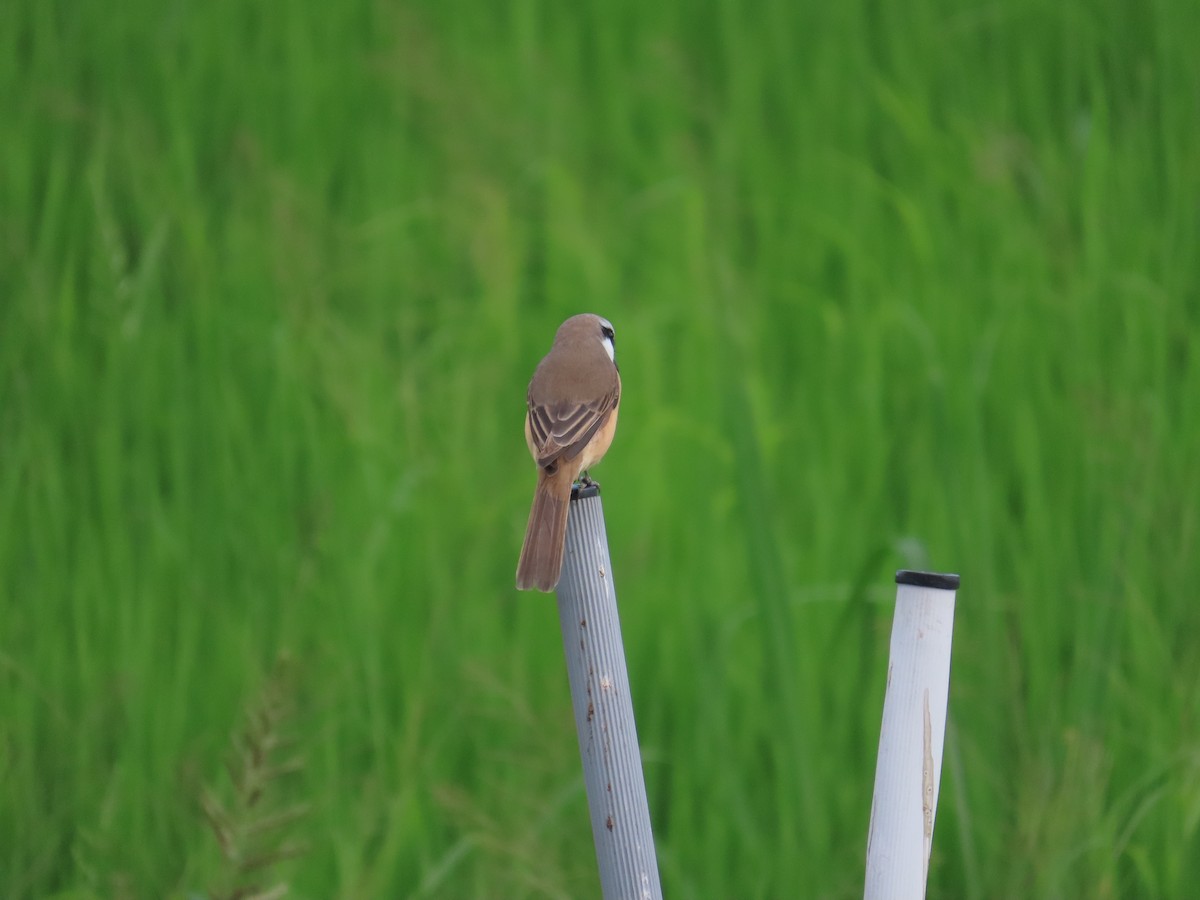 Brown Shrike (Brown) - 韋勳 陳