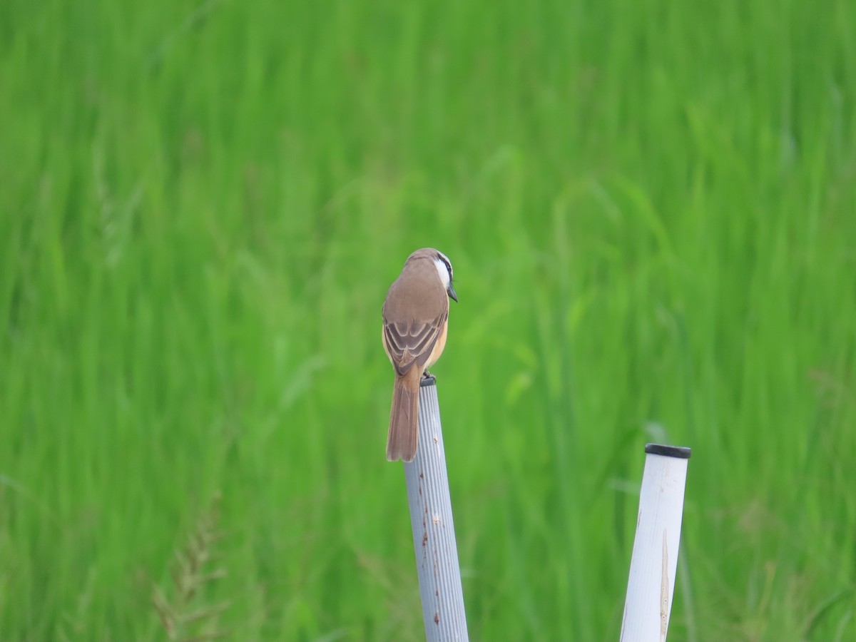 Brown Shrike (Brown) - ML618418423