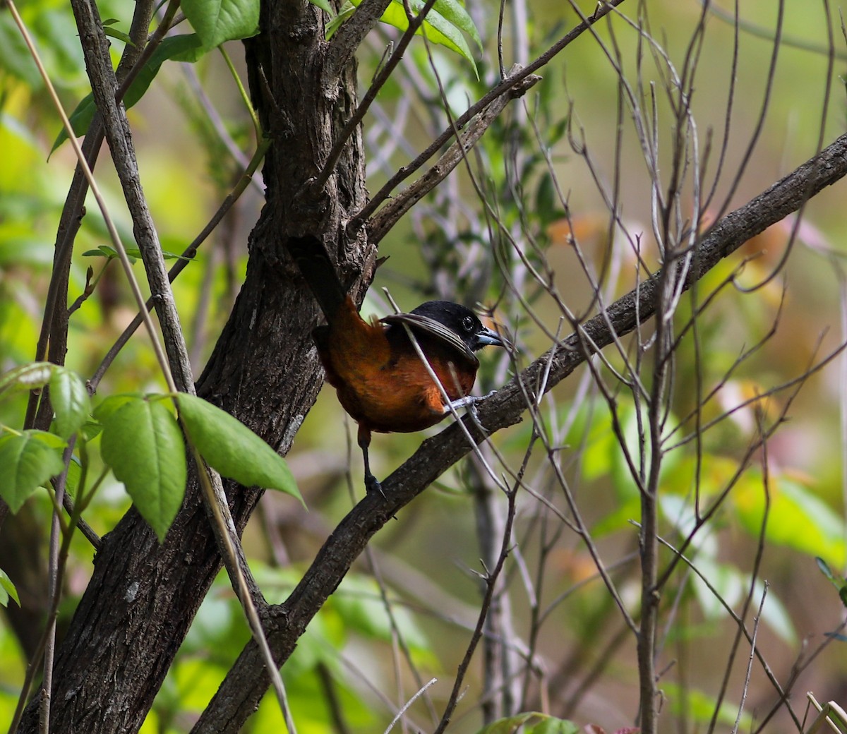 Orchard Oriole - ML618418440