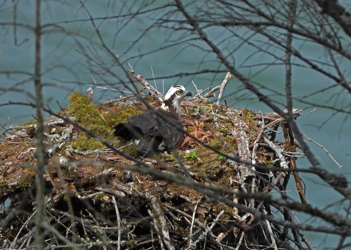 Osprey - Paul Lewis