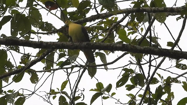 Wedge-tailed Green-Pigeon - ML618418454
