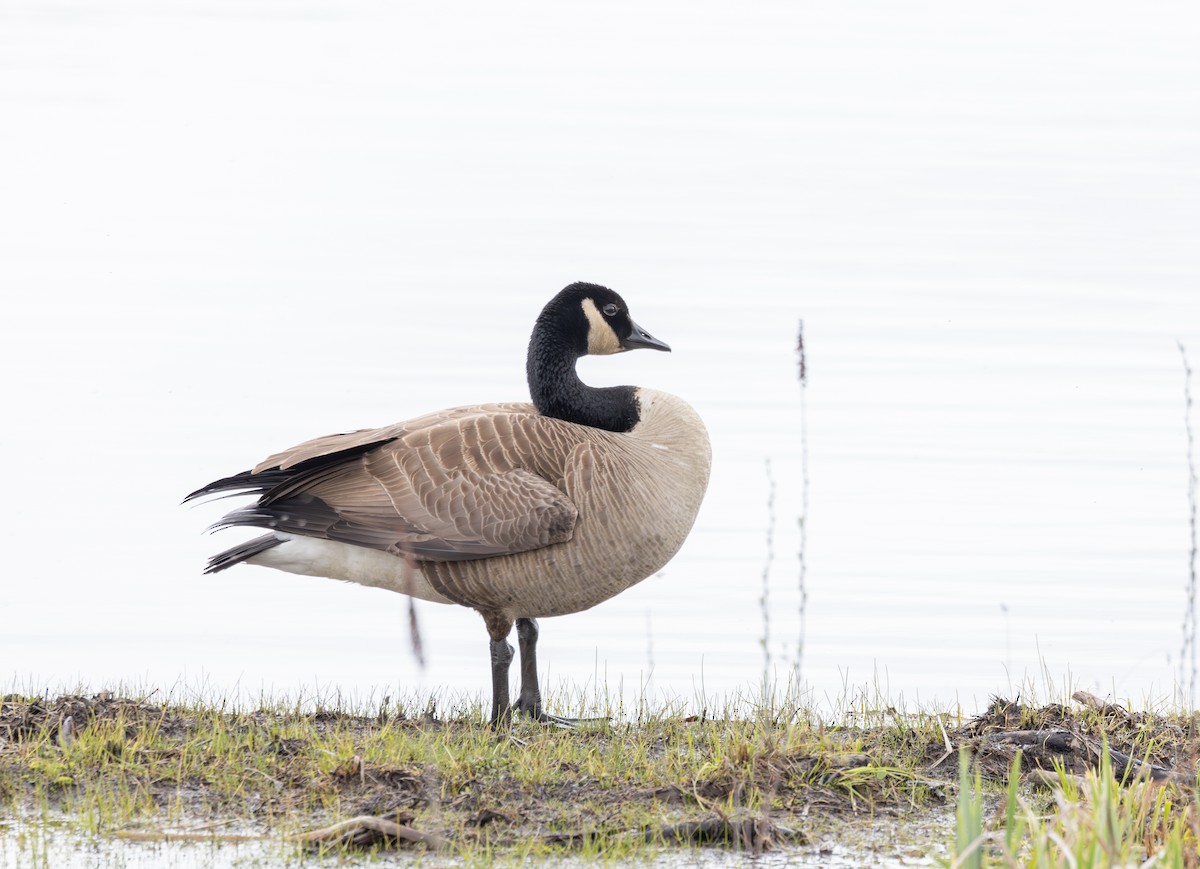 Canada Goose - Sylvie Martel / Gaétan Giroux