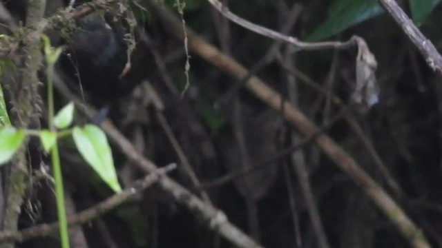 Sikkim Wedge-billed Babbler - ML618418474