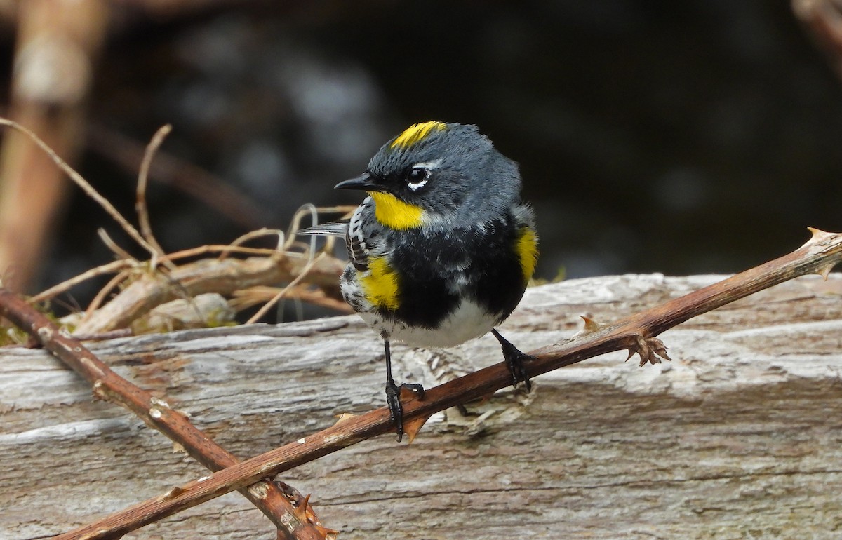Yellow-rumped Warbler (Audubon's) - ML618418479