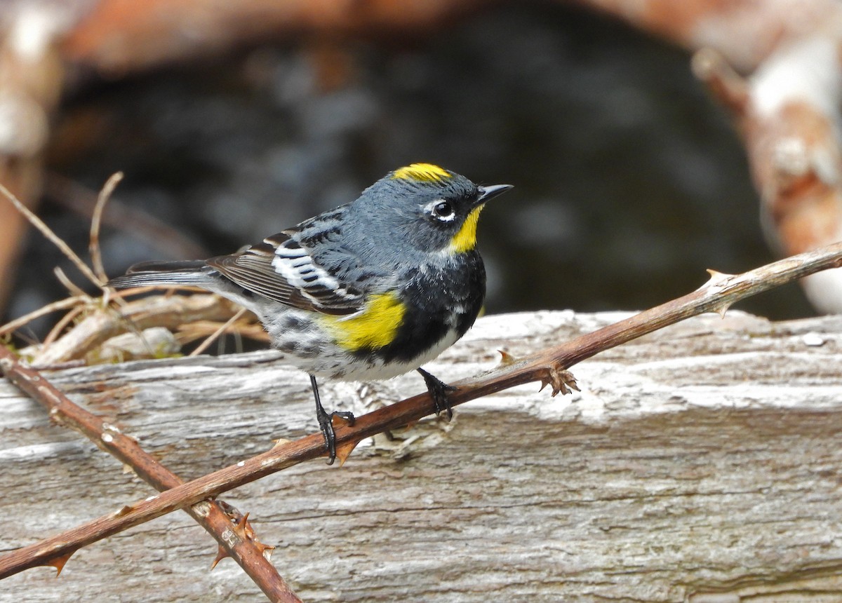 Yellow-rumped Warbler (Audubon's) - Paul Lewis