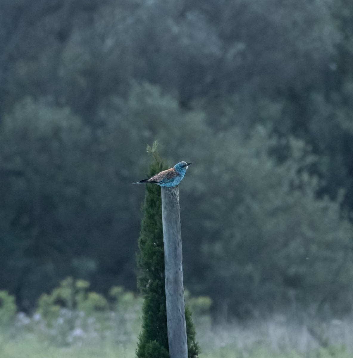 European Roller - Pau Castell