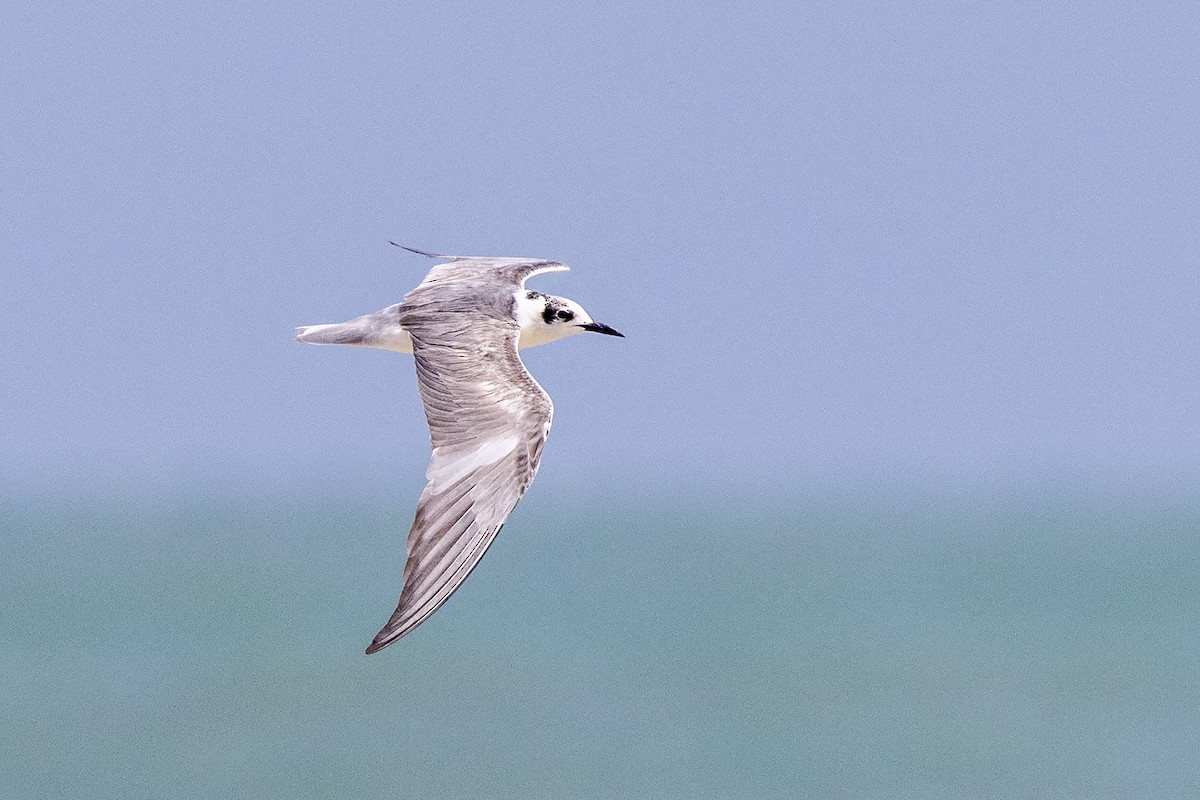 Common Tern - Niall D Perrins