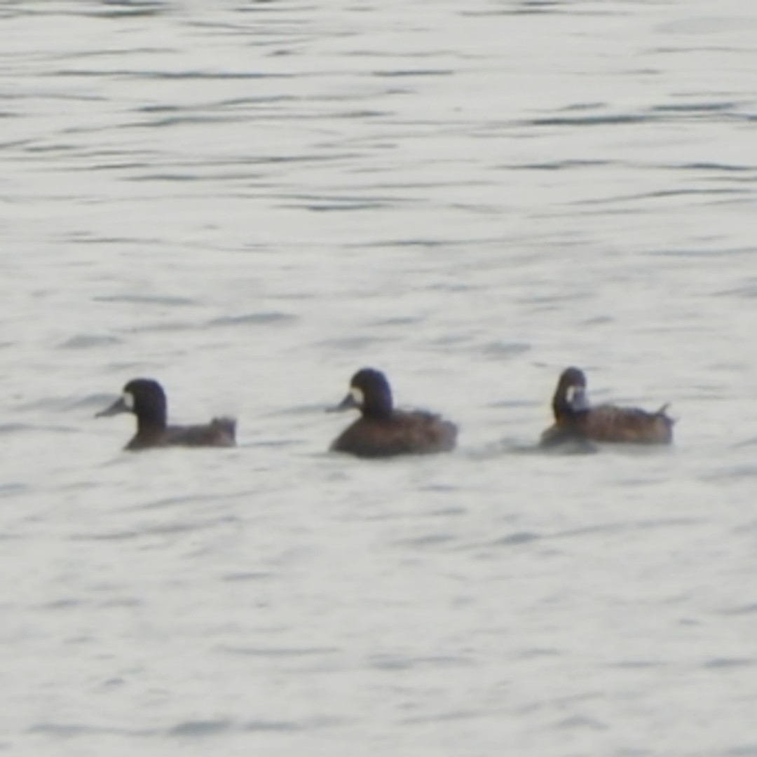 Lesser Scaup - Jeremy Dotson