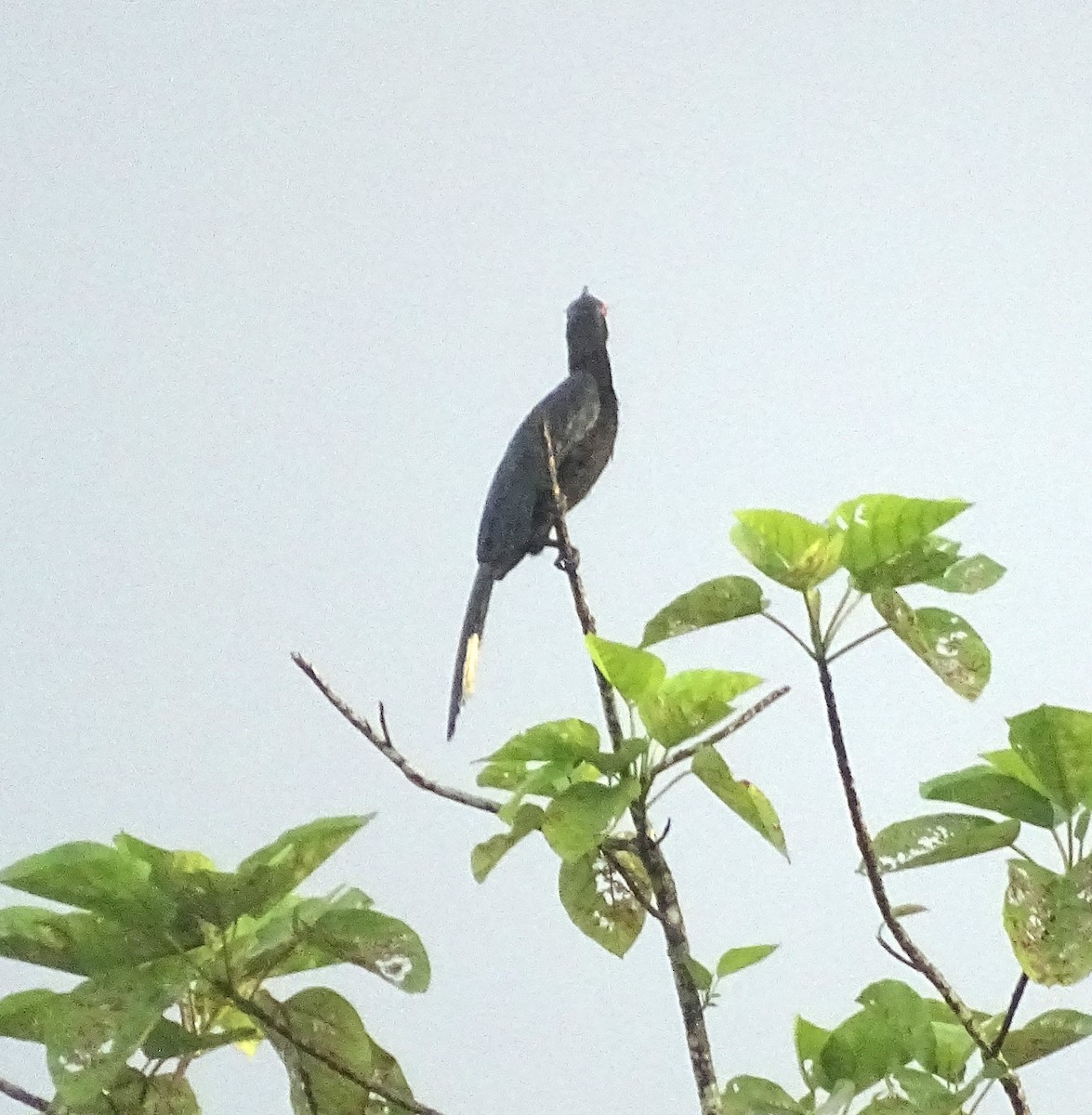 Black Hornbill - Lai Wah Liu