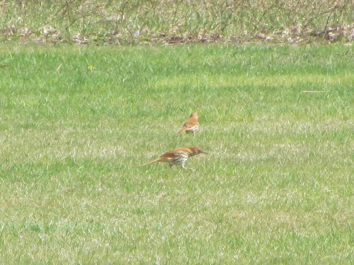 Brown Thrasher - ML618418674