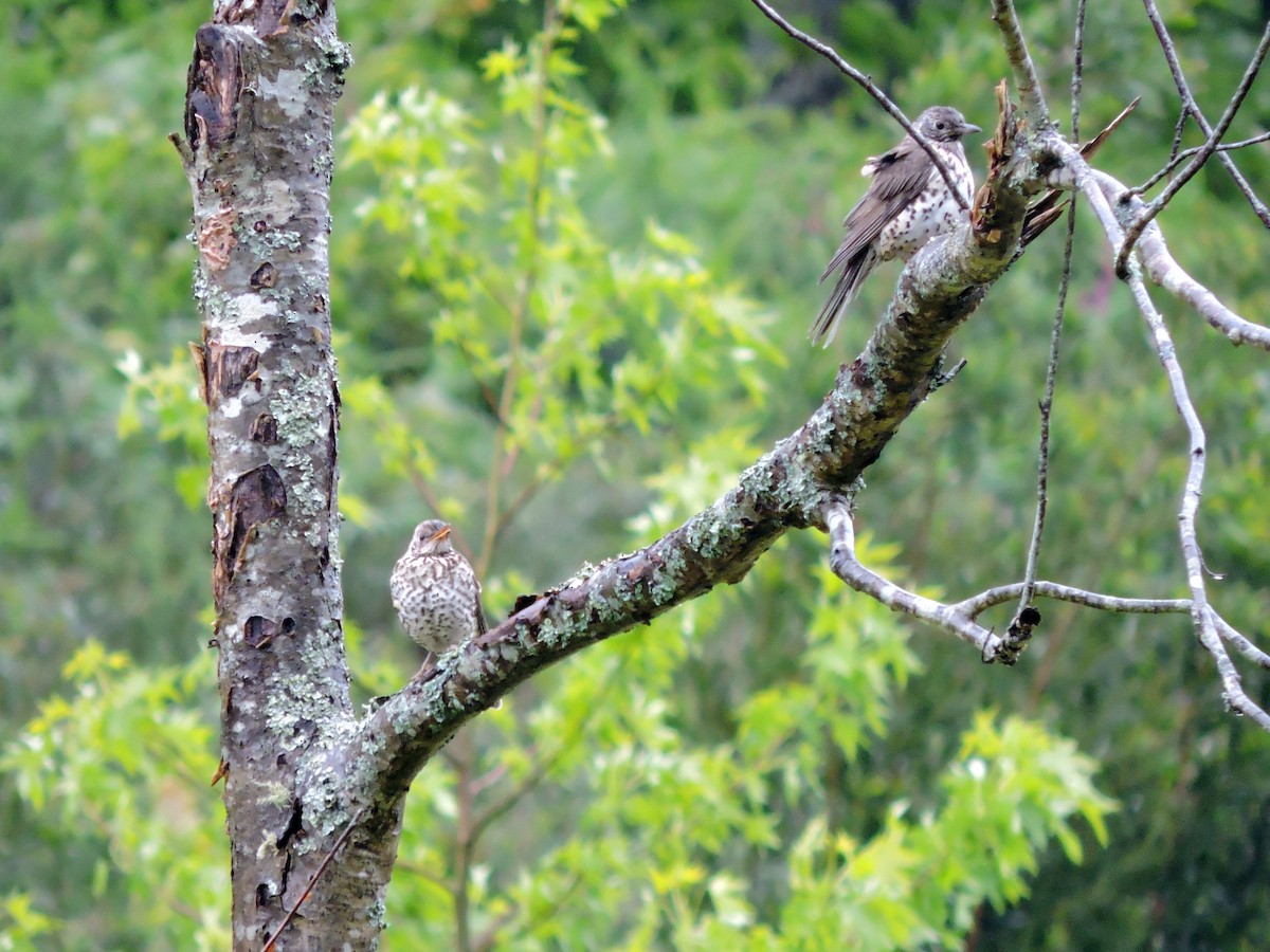 Mistle Thrush - Jorge Rodal