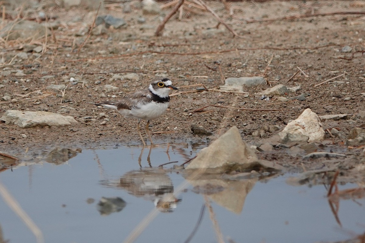 Little Ringed Plover (dubius/jerdoni) - ML618418715