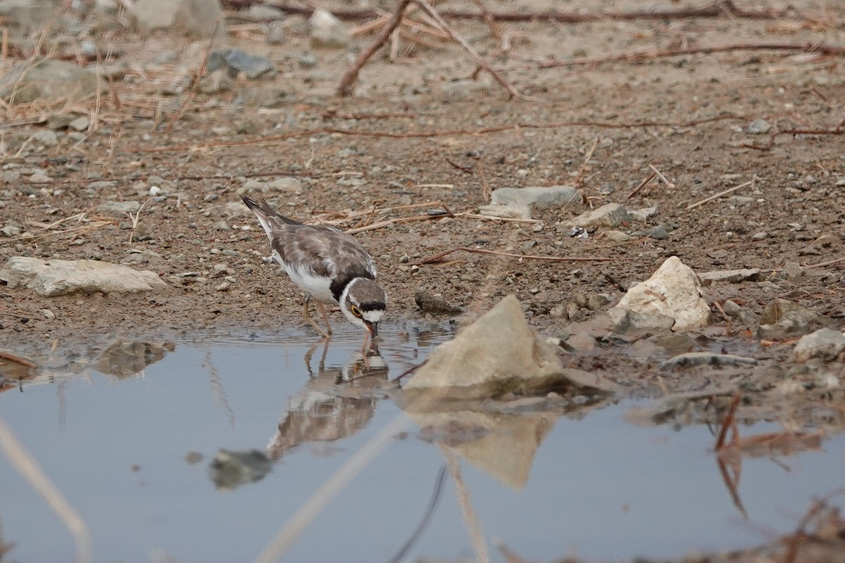 Little Ringed Plover (dubius/jerdoni) - ML618418716