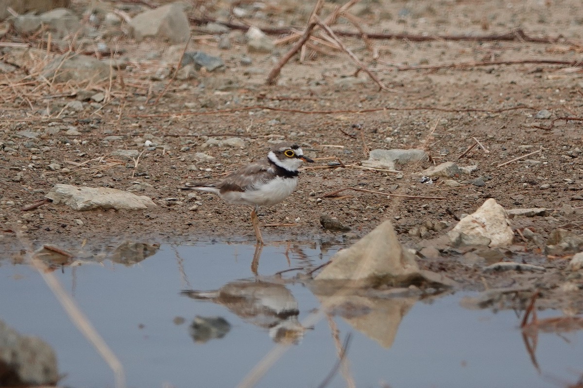 Little Ringed Plover (dubius/jerdoni) - ML618418718