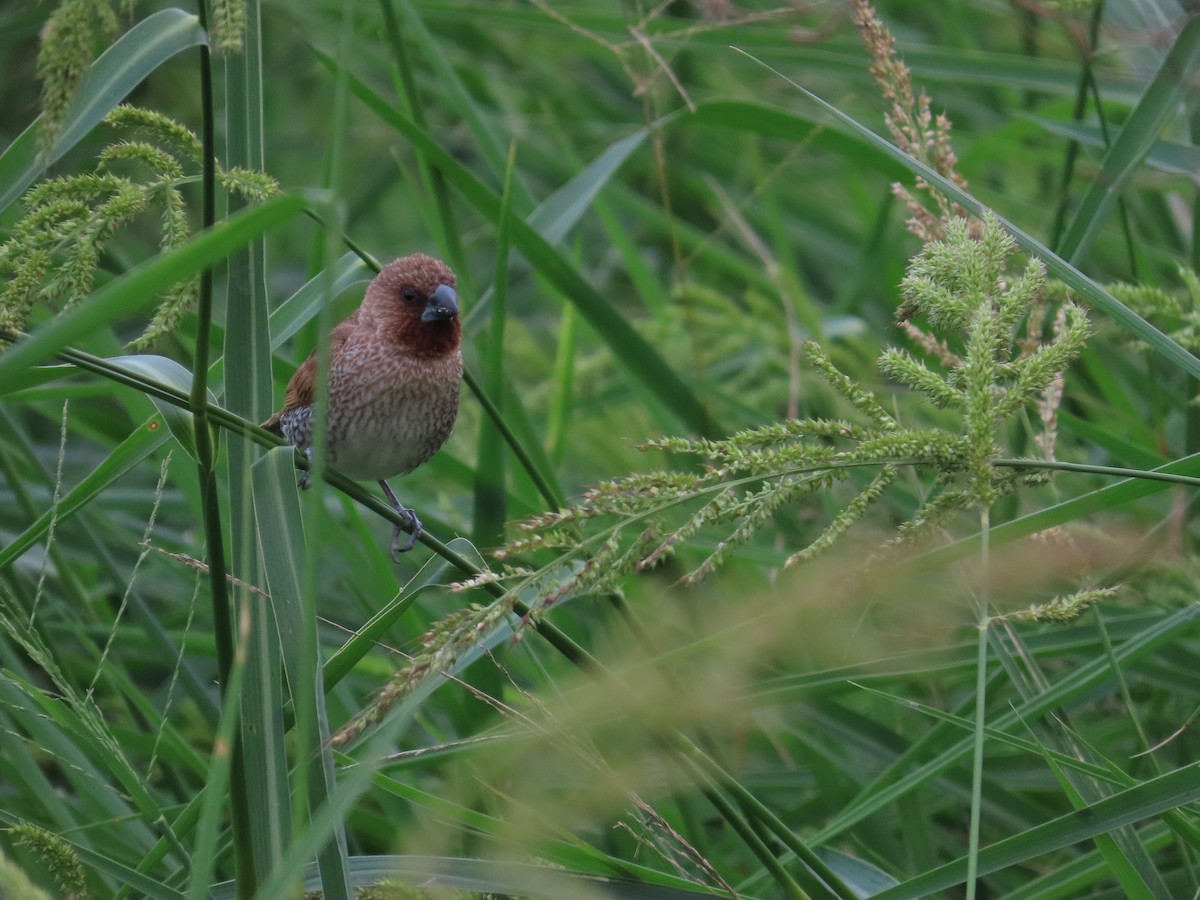 Scaly-breasted Munia - 韋勳 陳