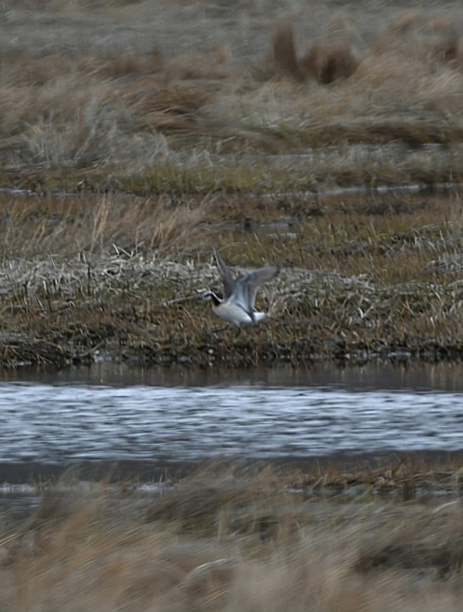 Wilson's Phalarope - ML618418762