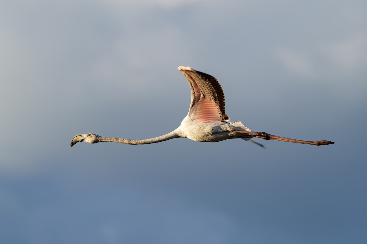 Greater Flamingo - Samuel Aunión Díaz