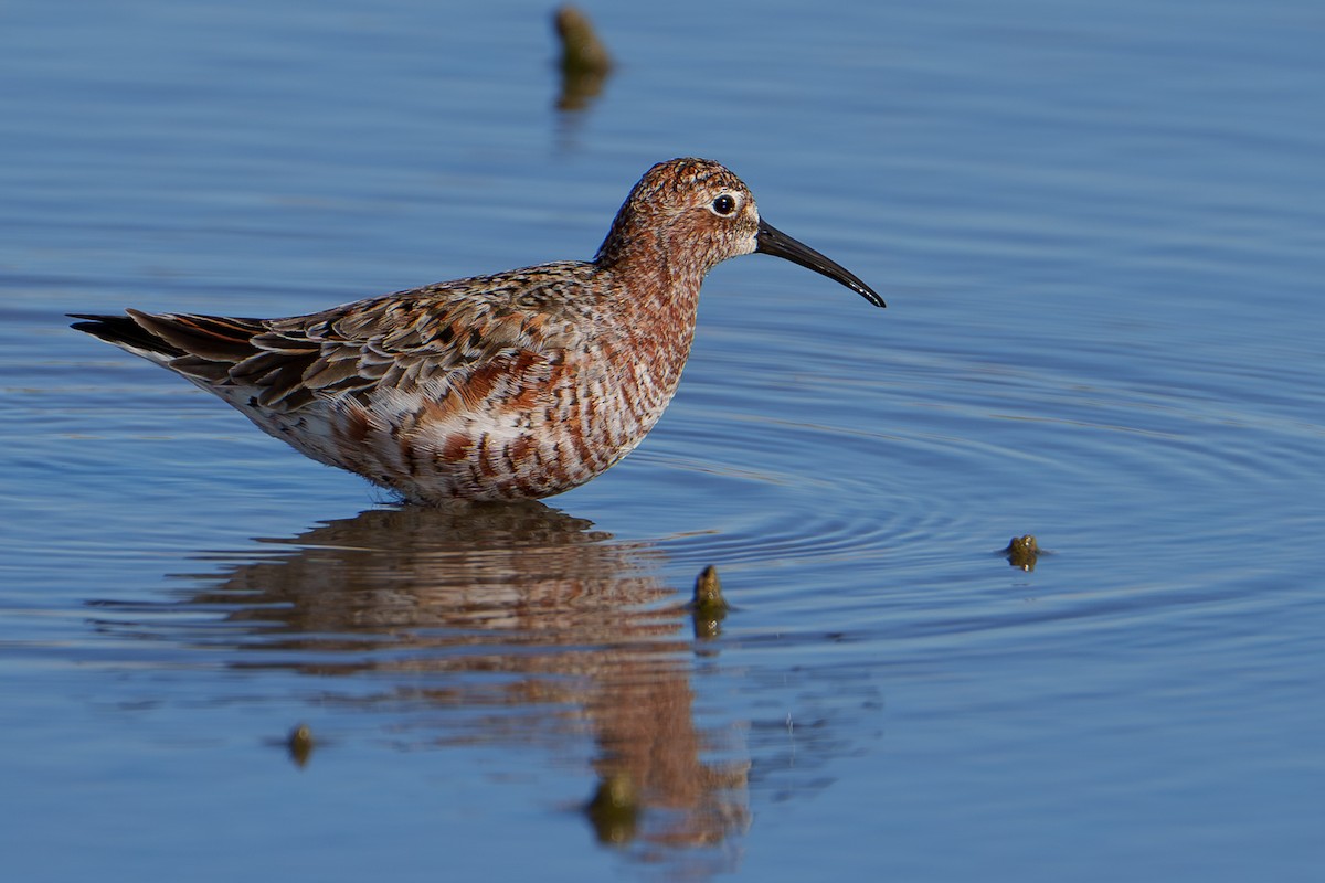 Curlew Sandpiper - Samuel Aunión Díaz