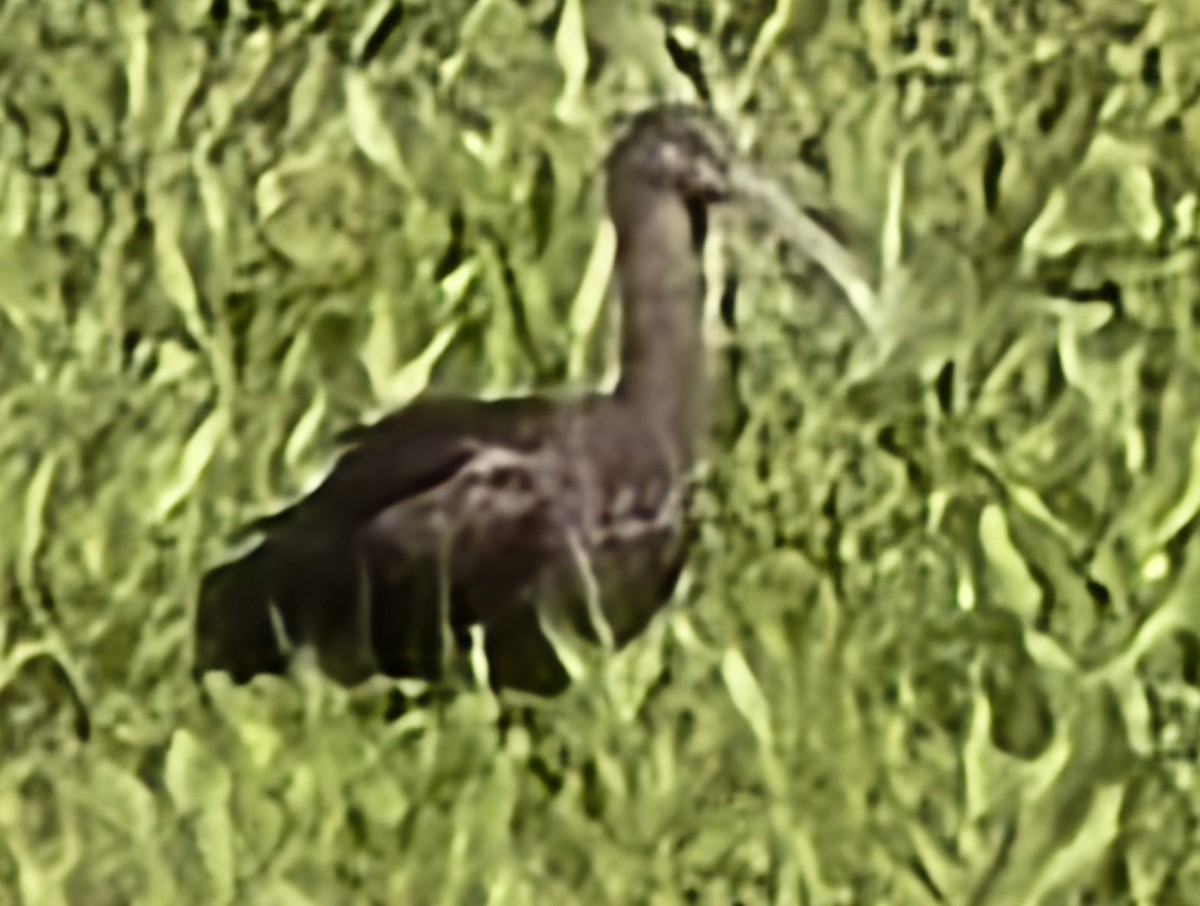 Glossy Ibis - ML618418783