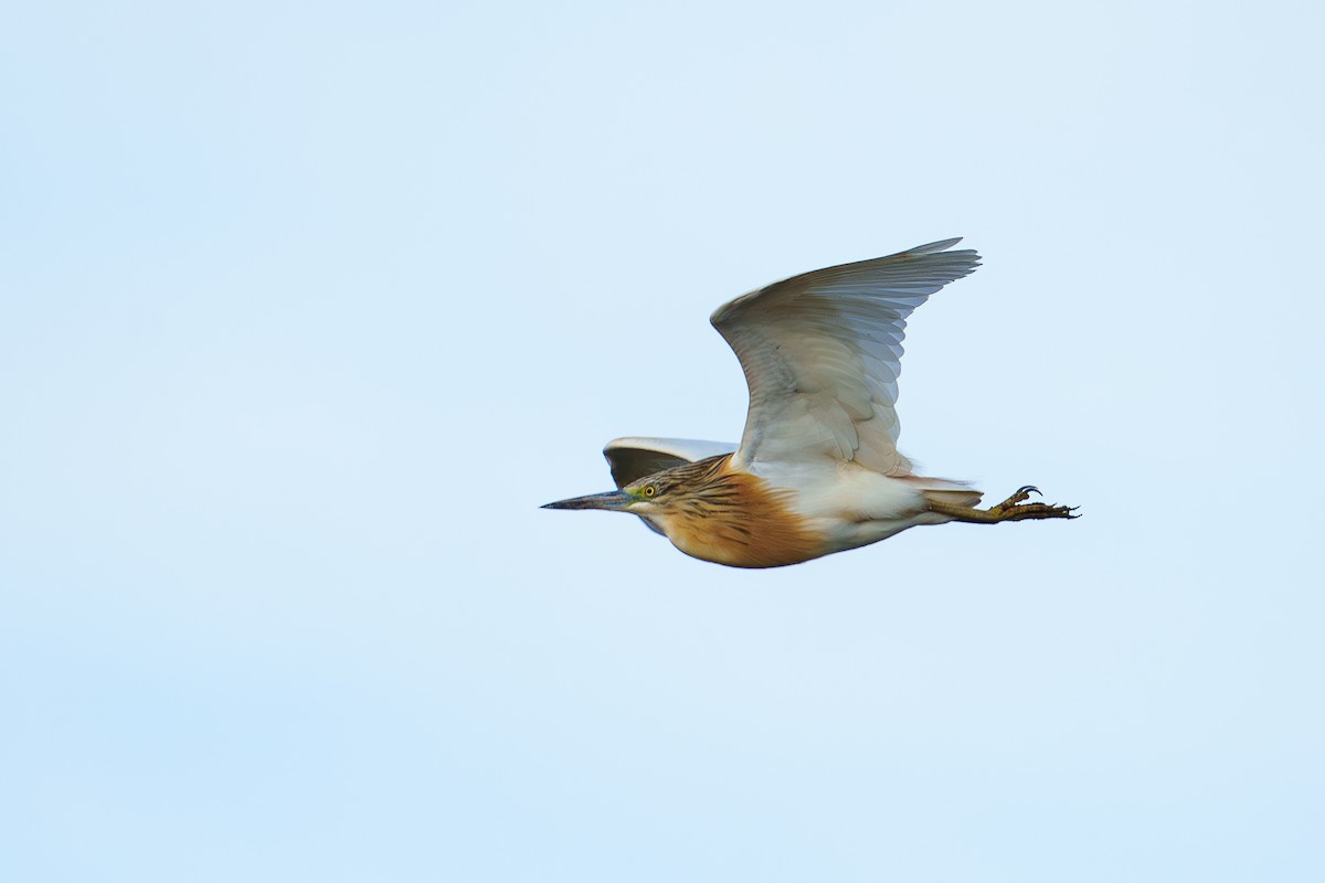 Squacco Heron - ML618418794