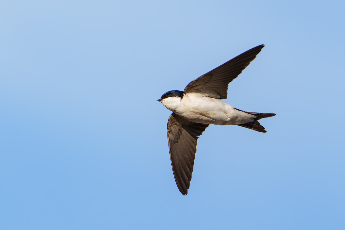 Western House-Martin - ML618418799