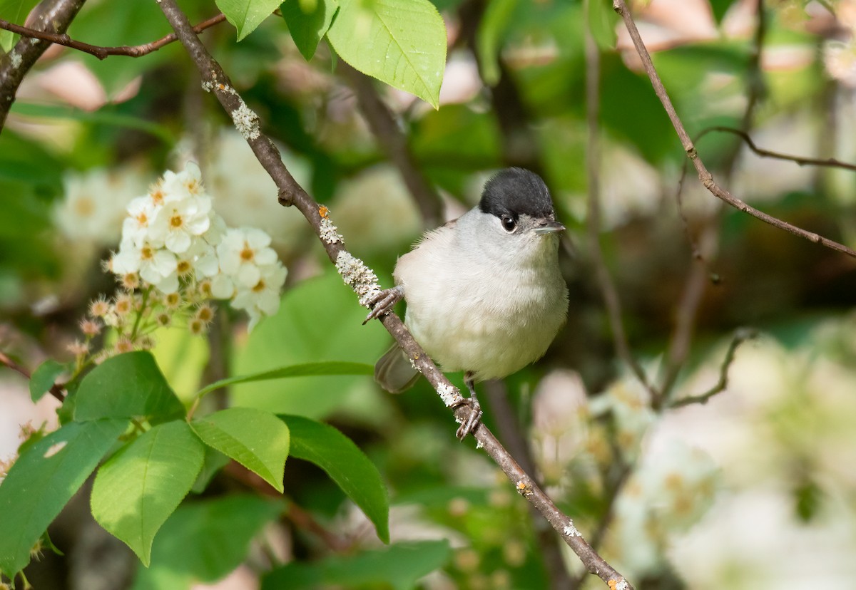 Eurasian Blackcap - Jozef Horvát