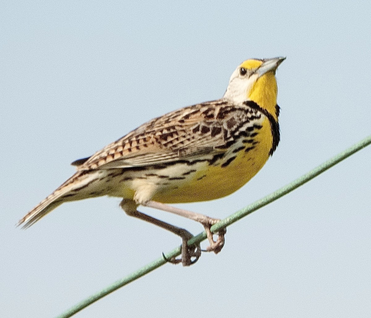 Eastern Meadowlark - ML618418873