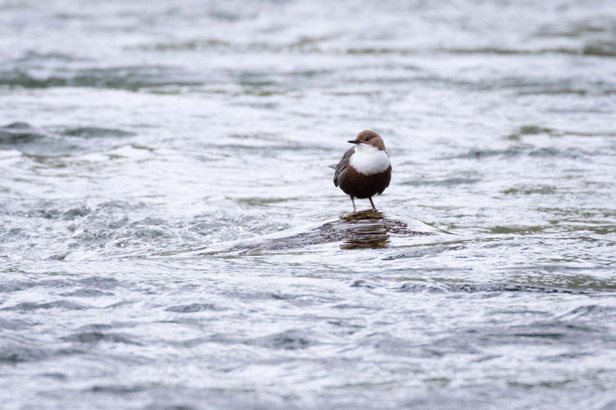 White-throated Dipper - Jozef Horvát