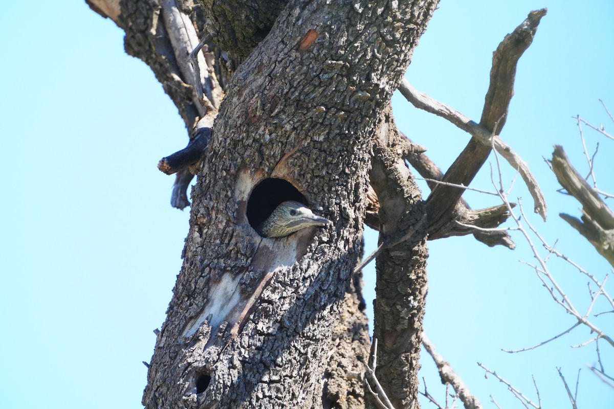 Iberian Green Woodpecker - Victoriano Mora Morillo