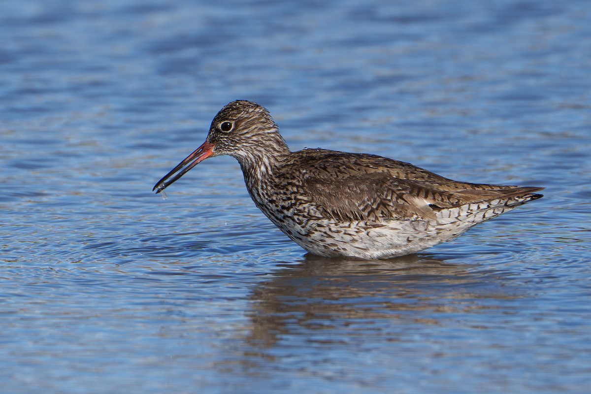 Common Redshank - ML618418901