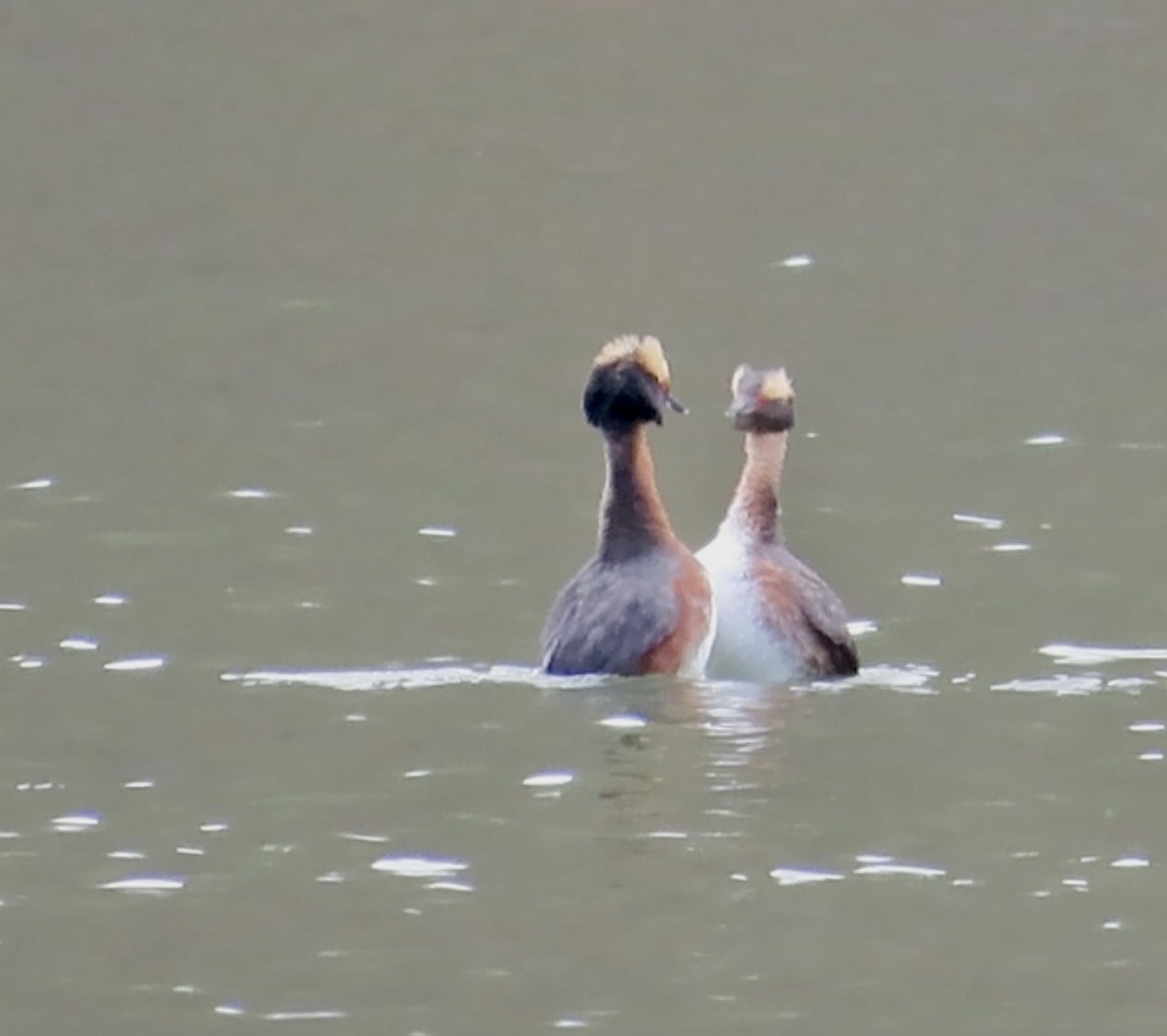 Horned Grebe - ML618418945