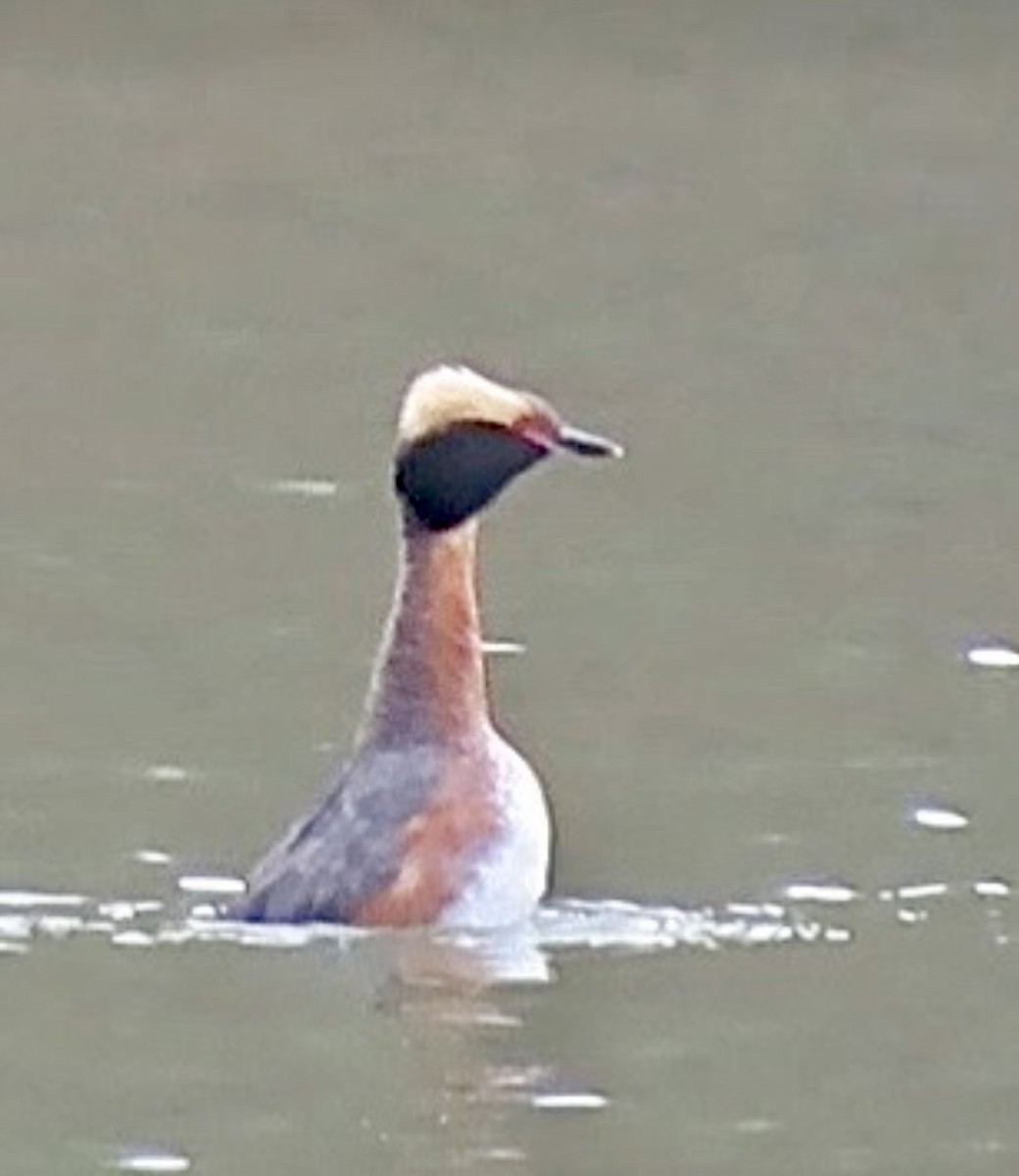 Horned Grebe - Linda Grebe 🦅