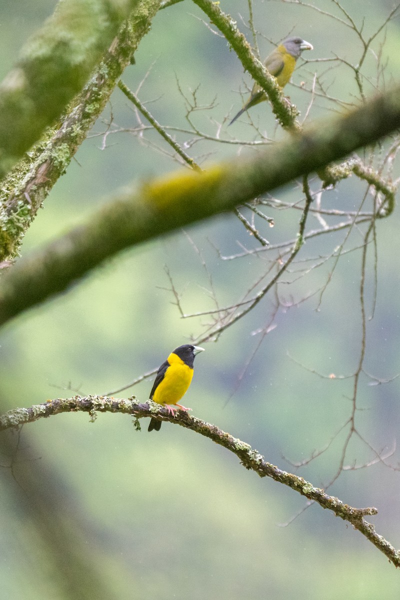 Collared Grosbeak - ML618418973