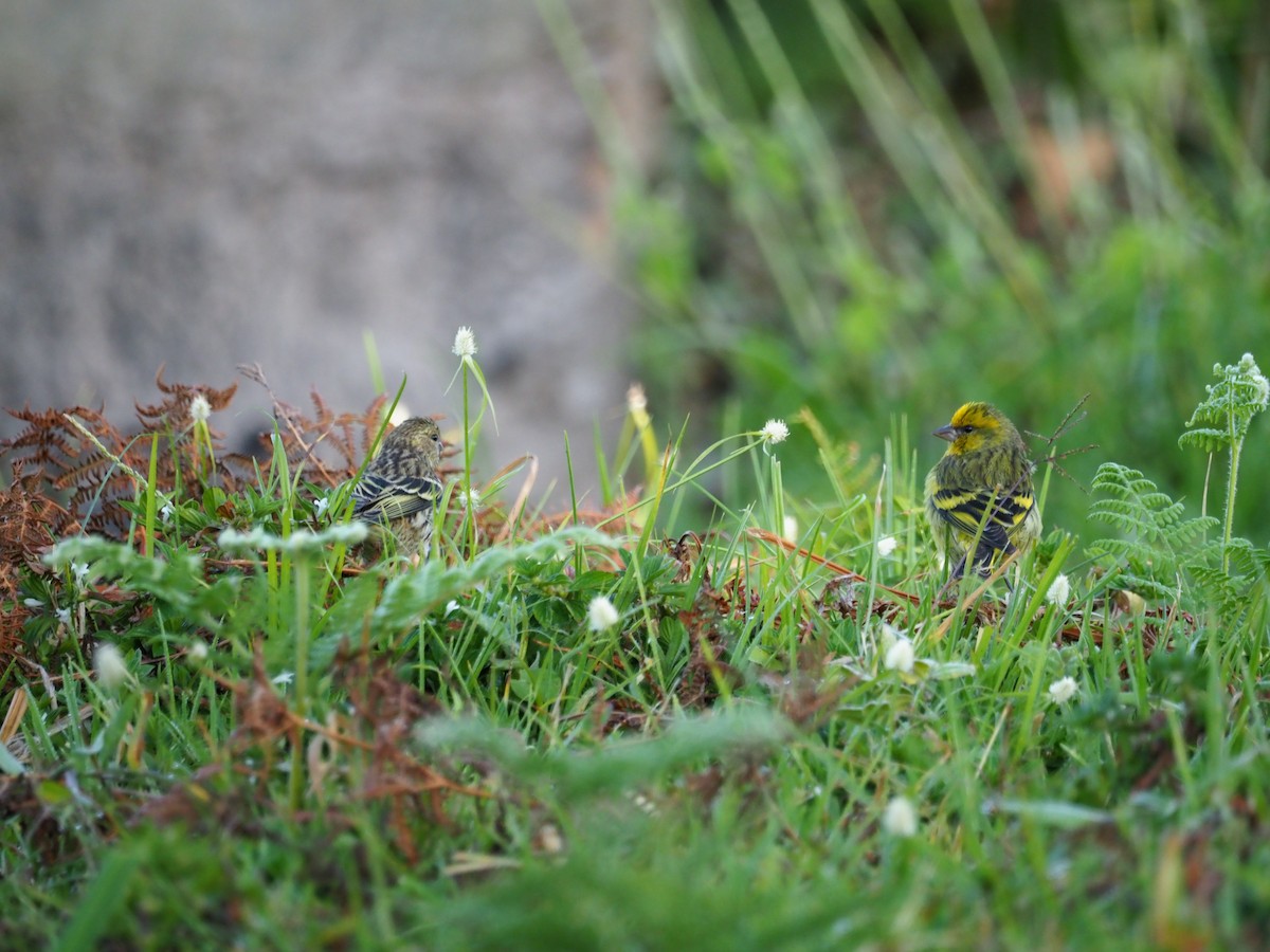 Serin à calotte jaune - ML618419003