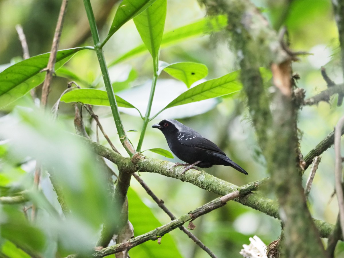 Gray-headed Nigrita - ML618419019