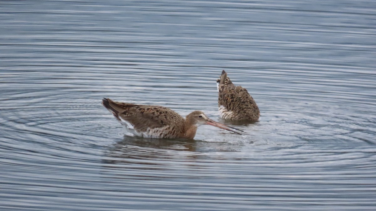 Black-tailed Godwit - ML618419025