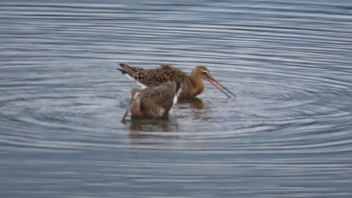 Black-tailed Godwit - ML618419042