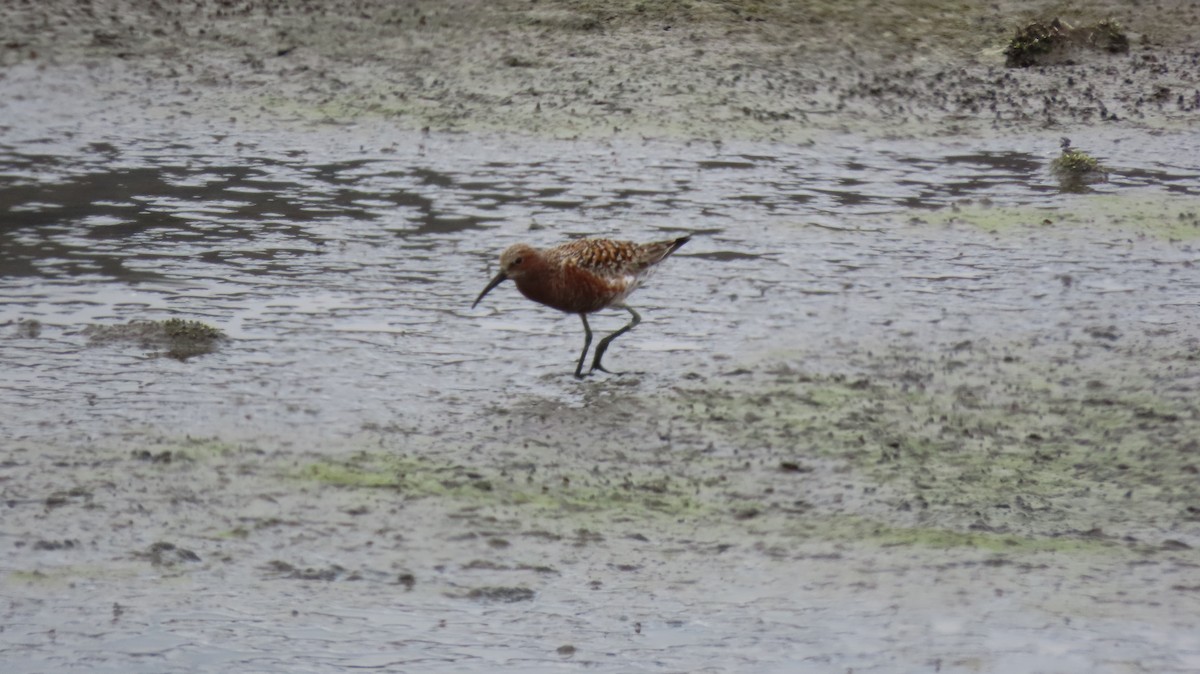 Curlew Sandpiper - ML618419061