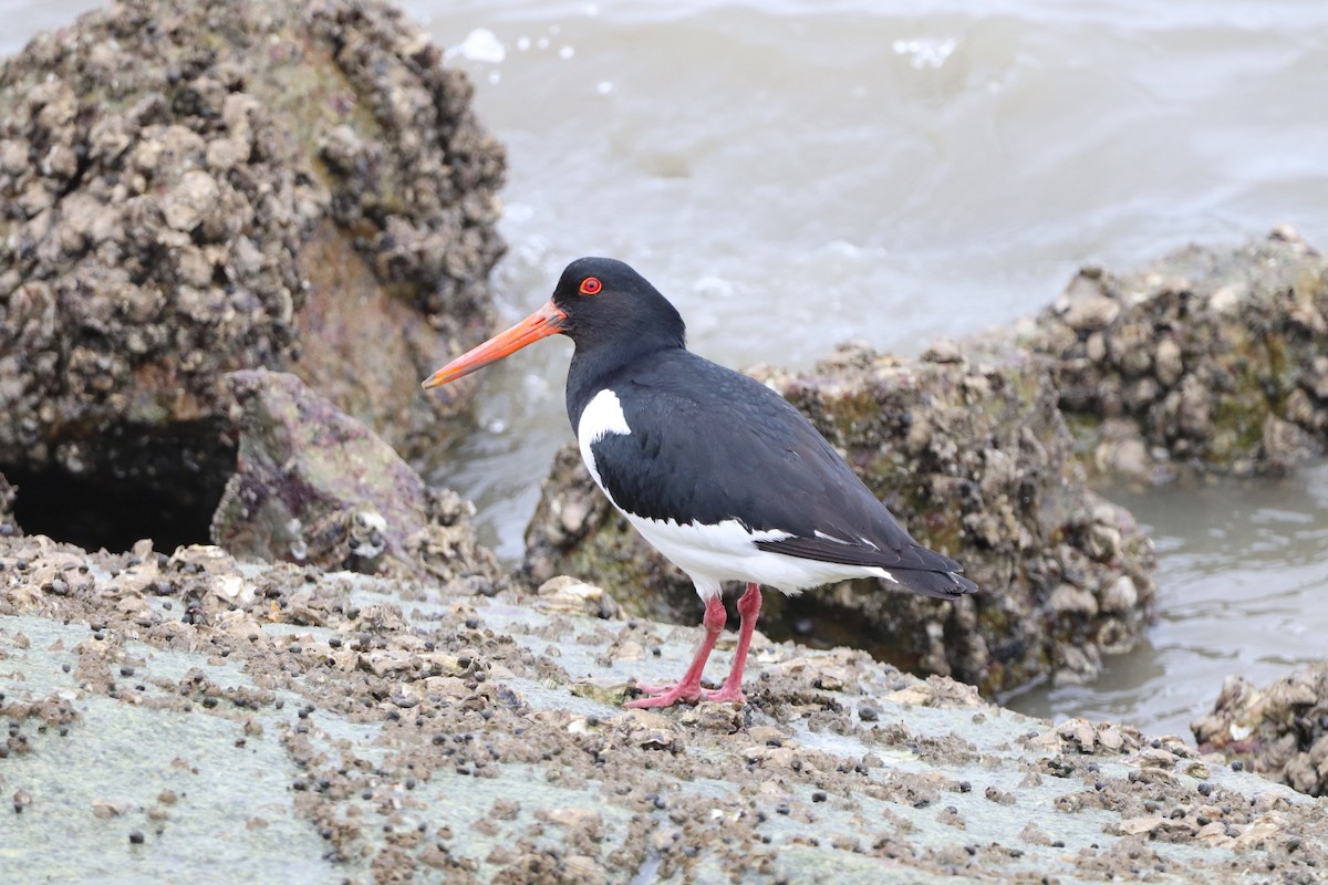 Eurasian Oystercatcher - Herman Viviers