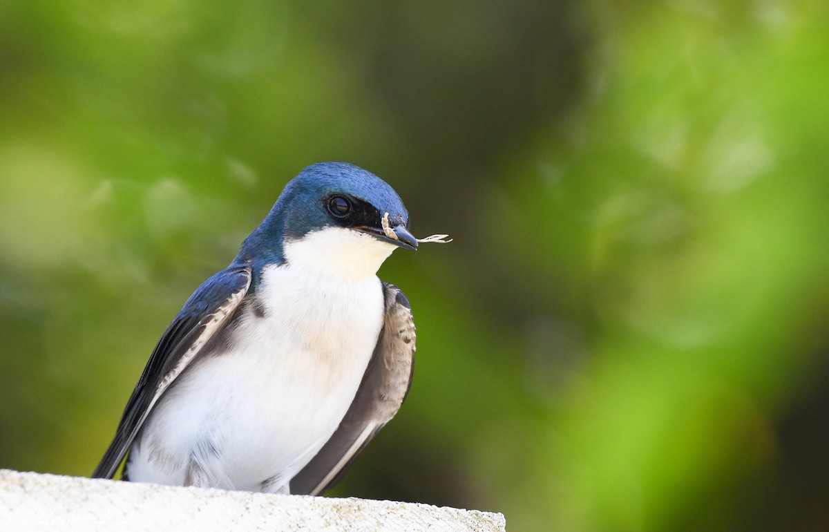 Tree Swallow - Emily Larkin