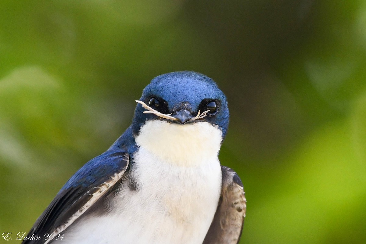 Tree Swallow - ML618419091