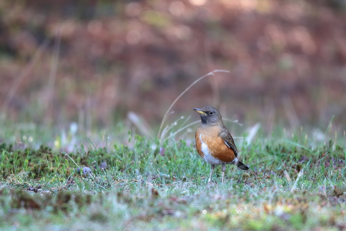 Brown-headed Thrush - kanta m