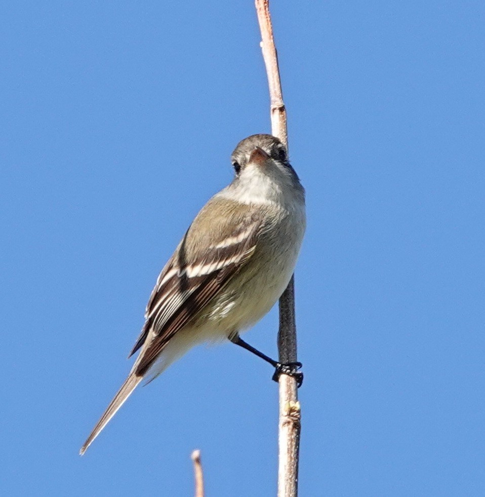 Least Flycatcher - Doug Swartz